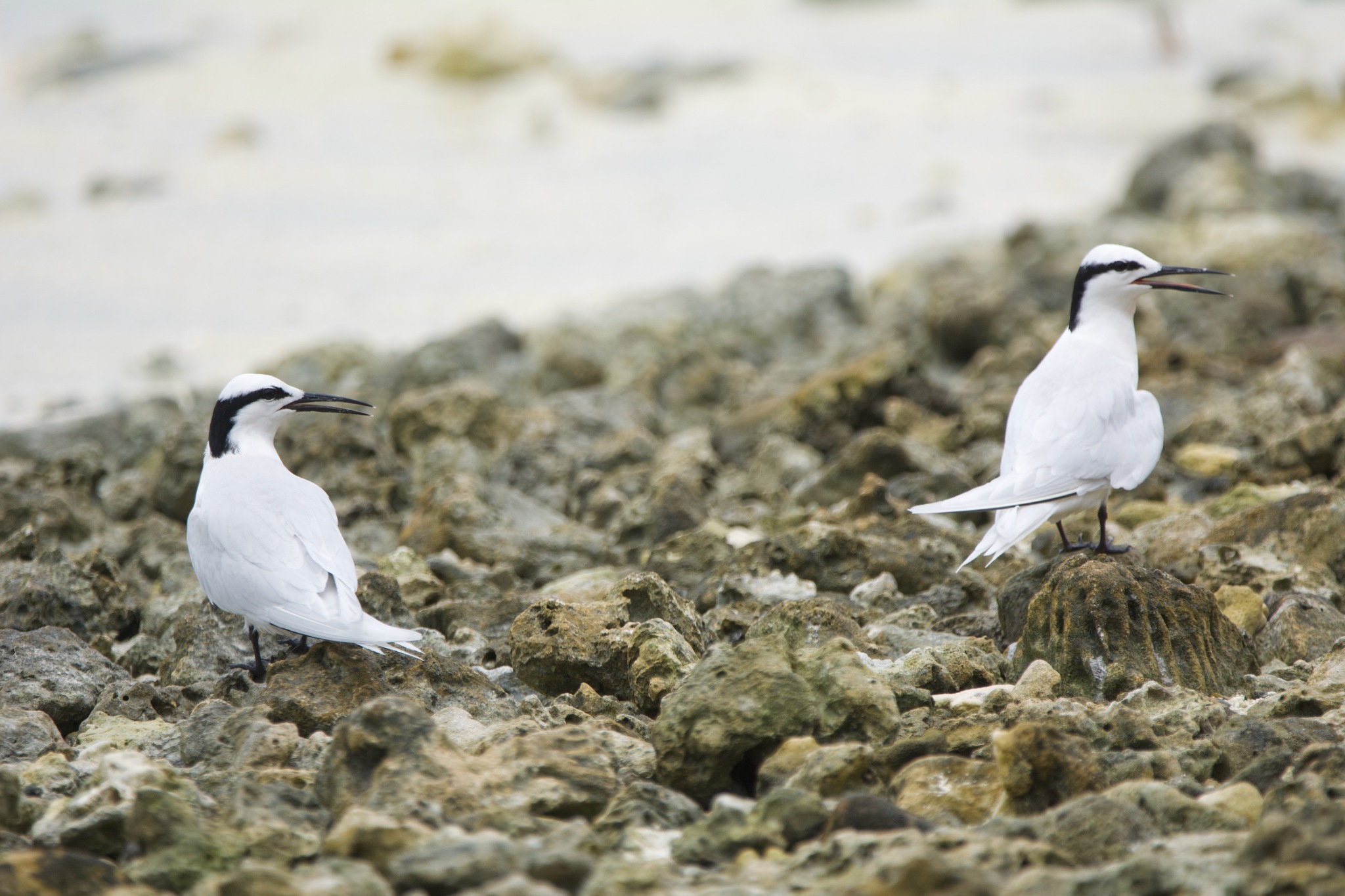 Black-naped Tern