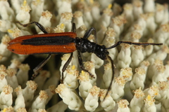 Stenoderus suturalis