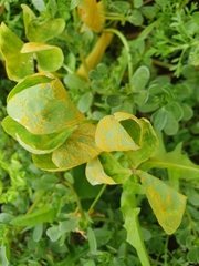 Puccinia oxalidis