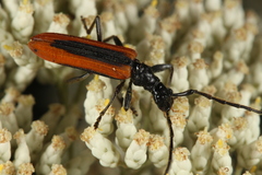Stenoderus suturalis
