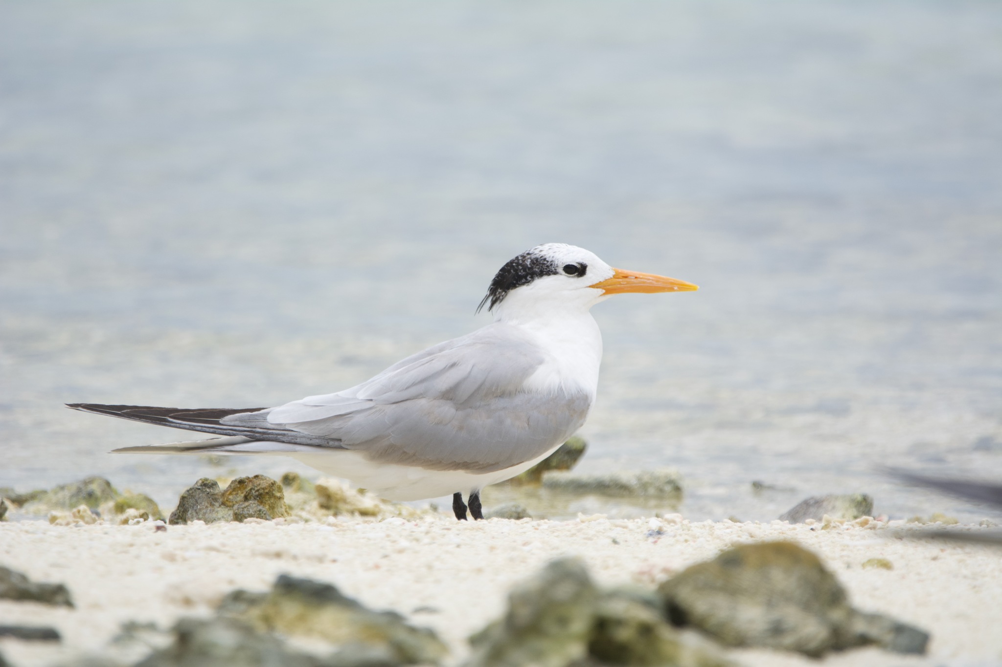 Lesser Crested Tern
