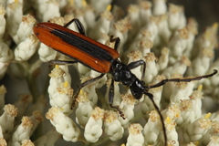 Stenoderus suturalis