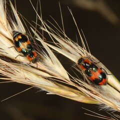 Dicranolaius concinicornis