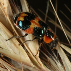 Dicranolaius concinicornis