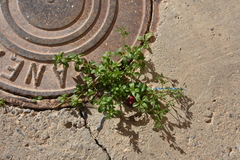 Polycarpon tetraphyllum