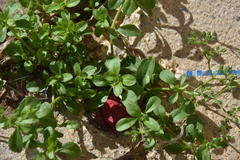 Polycarpon tetraphyllum