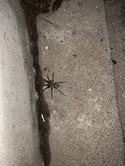 Calisoga longitarsis
