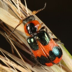 Dicranolaius concinicornis