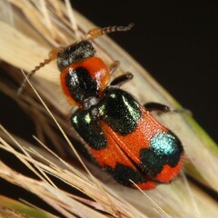 Dicranolaius concinicornis
