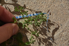 Polycarpon tetraphyllum