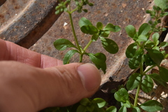 Polycarpon tetraphyllum