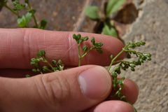 Polycarpon tetraphyllum