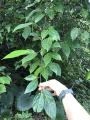 Ficus irisana