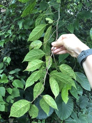 Ficus irisana