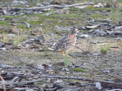 Turnix varius