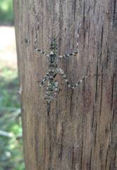 Liturgusa krattorum