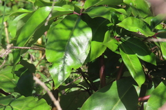 Pseudopanax laetus