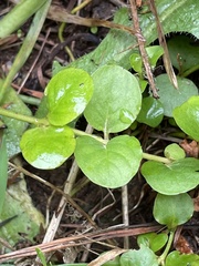 Lysimachia nummularia