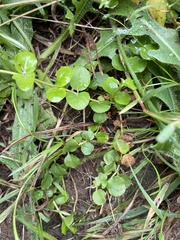 Lysimachia nummularia