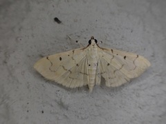 Psara atritermina