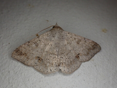 Ericeia congressa