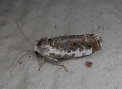 Acontia