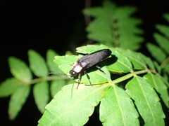 Nipponoluciola cruciata