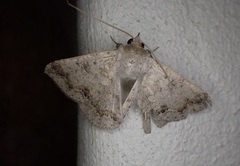 Ericeia congressa