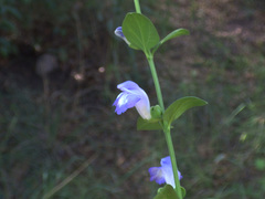 Scutellaria potosina