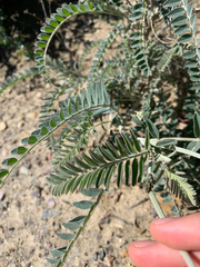 Astragalus trichopodus