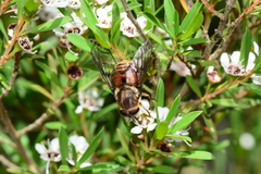 Copidapha