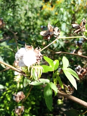 Gossypium barbadense