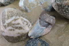 Carcharodon megalodon