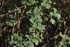 Pseudodictamnus hirsutus