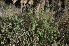 Pseudodictamnus hirsutus