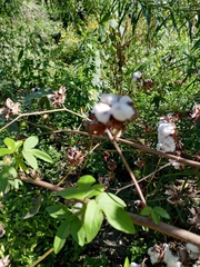 Gossypium barbadense