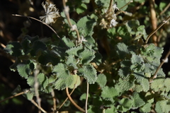 Pseudodictamnus hirsutus