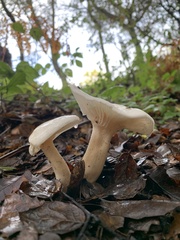 Hygrophorus hedrychii
