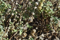 Pseudodictamnus hirsutus