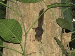Sciurus granatensis