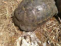 Hyalomma aegyptium