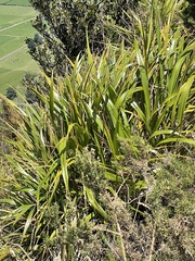 Phormium cookianum hookeri