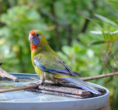 Platycercus elegans adelaidae