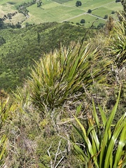 Phormium cookianum hookeri