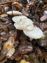 Hygrophorus hedrychii