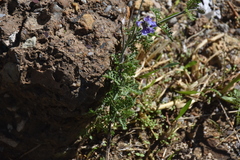 Lavandula multifida