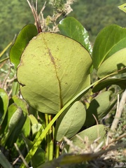 Griselinia lucida