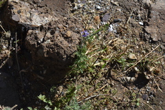 Lavandula multifida