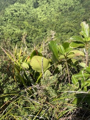 Griselinia lucida