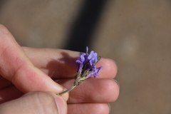Lavandula multifida